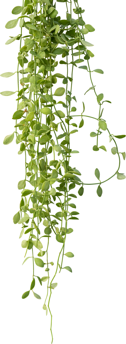 Plant ivy vines hanging, Succulent plants climbing.